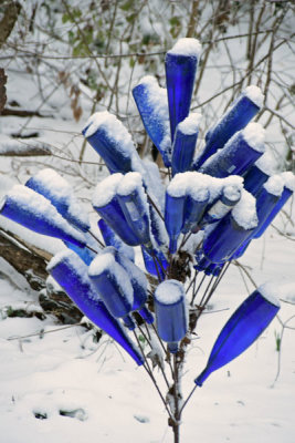 01-17 Snow on the bottle tree 3220