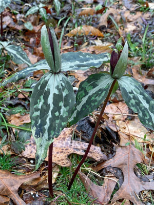 02-27 Trilliums i8543