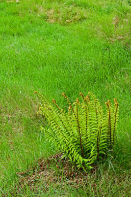 06-07 Glendalough 4248