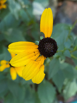 Yellow, naturally