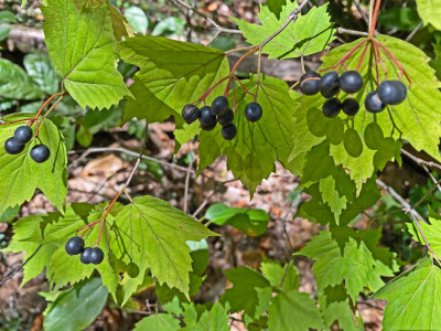 09-24 Mapleleaf viburnum i3629