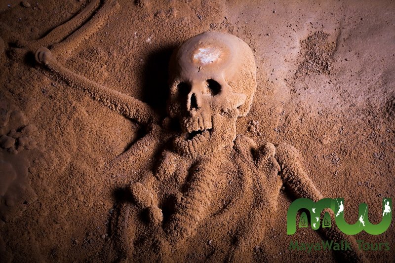 Full skeleton 