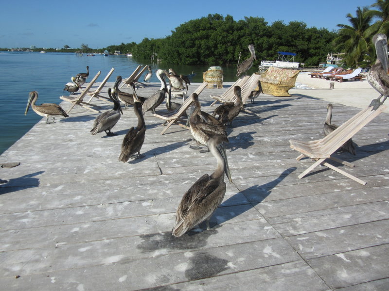 Pelicans hanging around