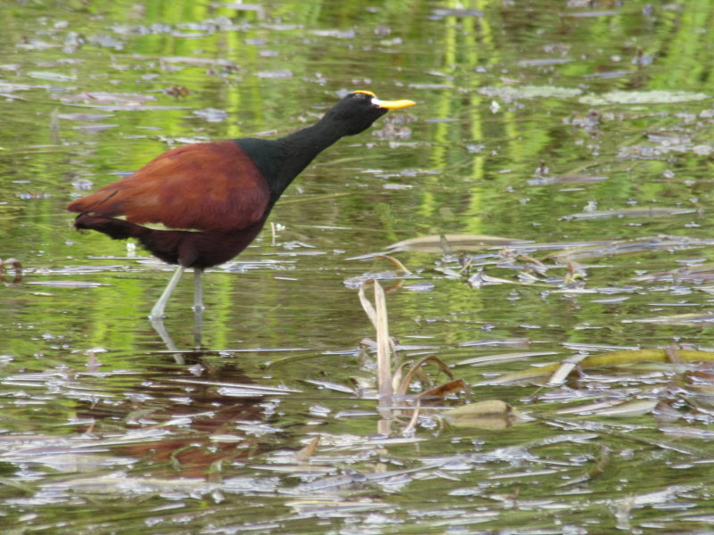 Jacana