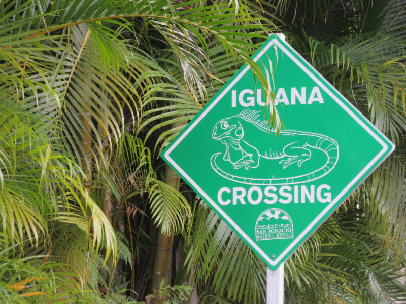 Outside the iguana conservation centre