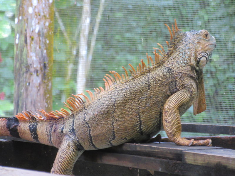 Orange - male