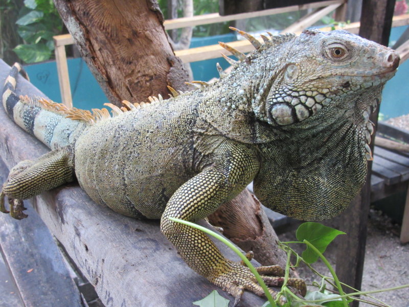 Helping iguanas before being released in the wild