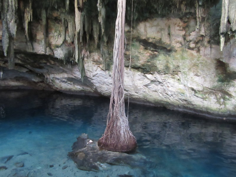 This trees roots have made it to the water