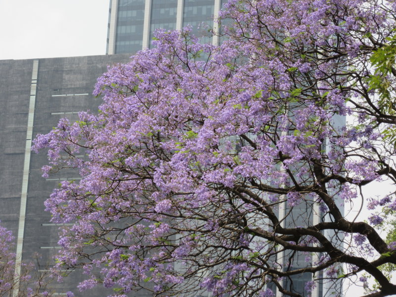 Spring flowers