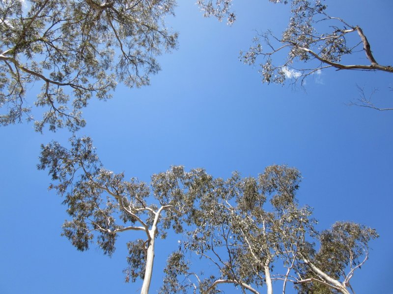 The view up from the camp - eucalyptus trees