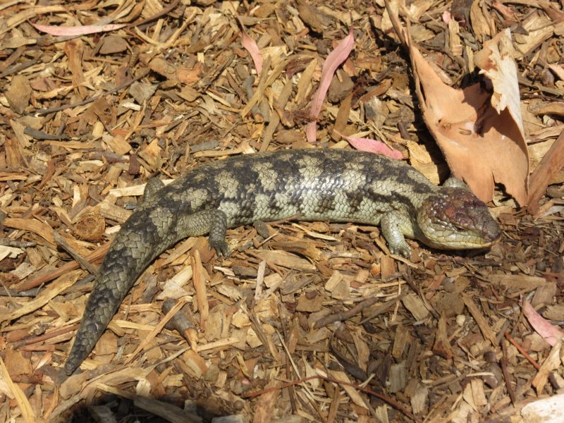 Blotched Blue-Tongued Lizard