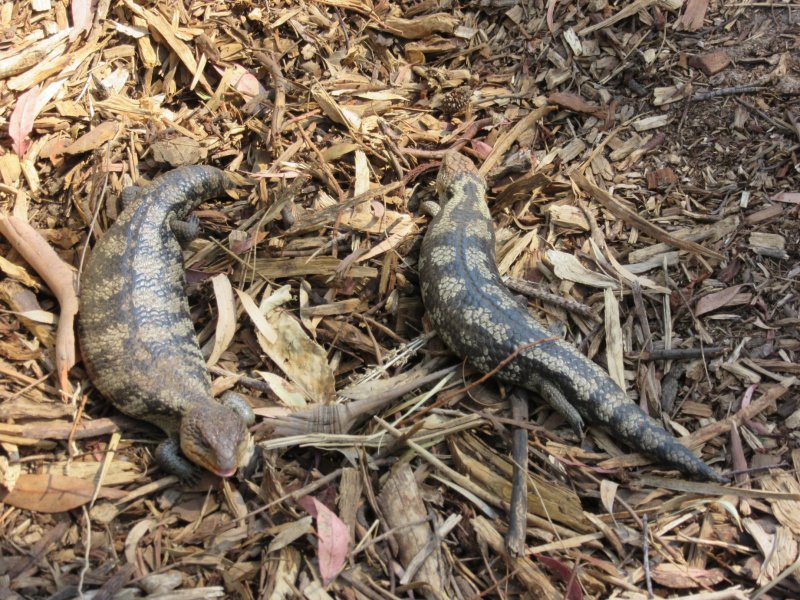 Blotched Blue-tongued lizards