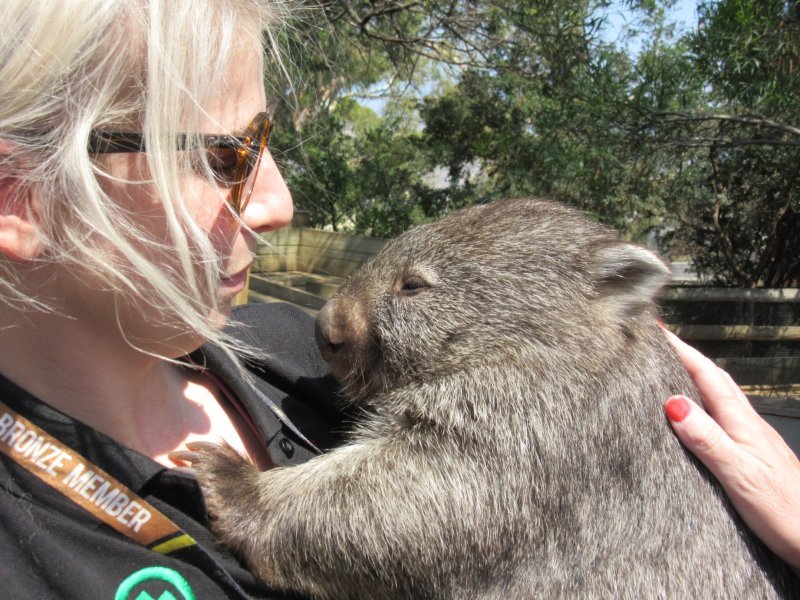 Wombat - this injured youngster needs care if it is to thrive