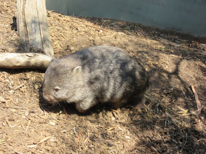 Wombat - did you know their poo is cubed?