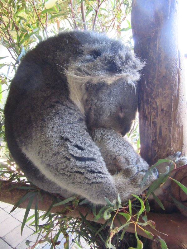 Koala