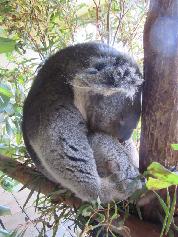They sleep for more than 20 hours a day & their brain is the size of a walnut