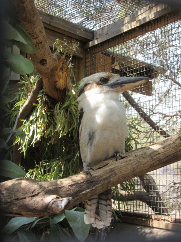 Laughing Kookaburra