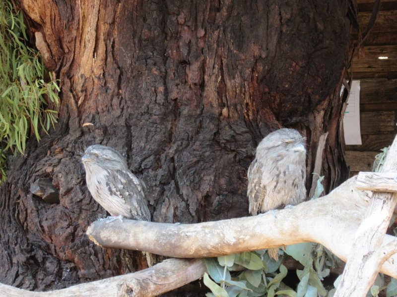 Tawny Frogmouth