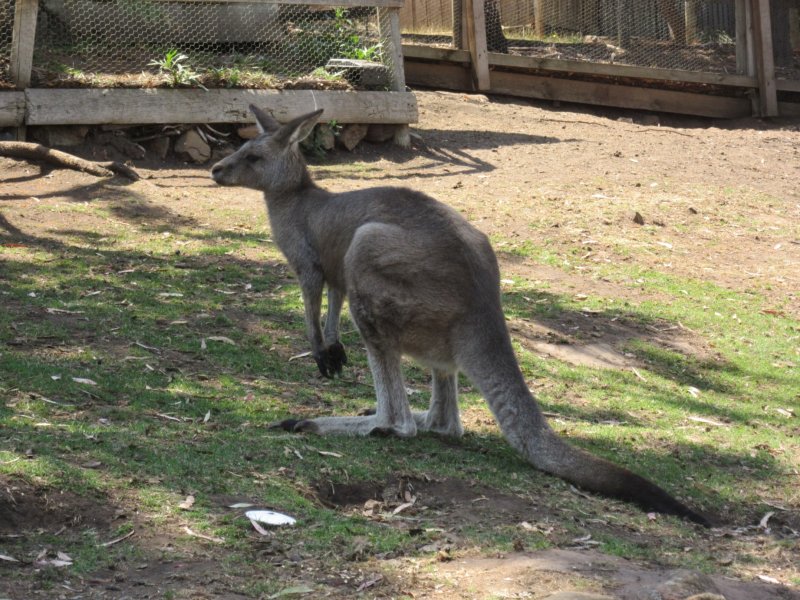 Forester kangaroo