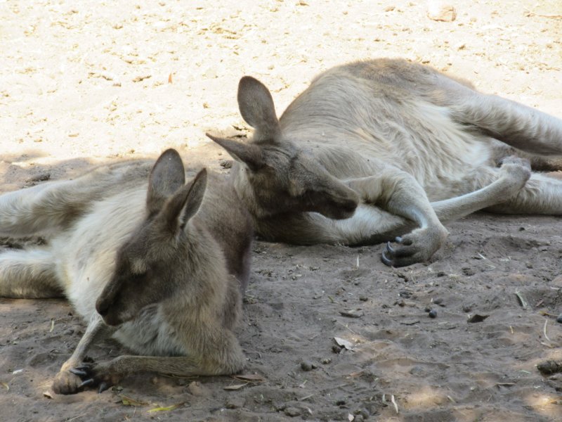 A couple of buddies
