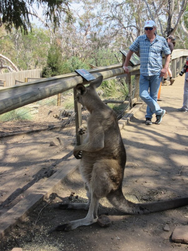 Pete and kangaroo