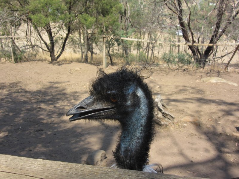 Emu