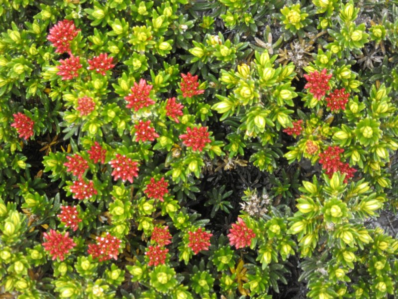 ...rocks, shrubs and a splash of colour