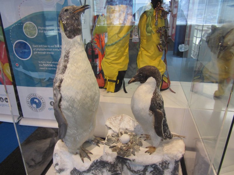 This is the government headquarters for administering Australia's 42% wedge of Antarctica