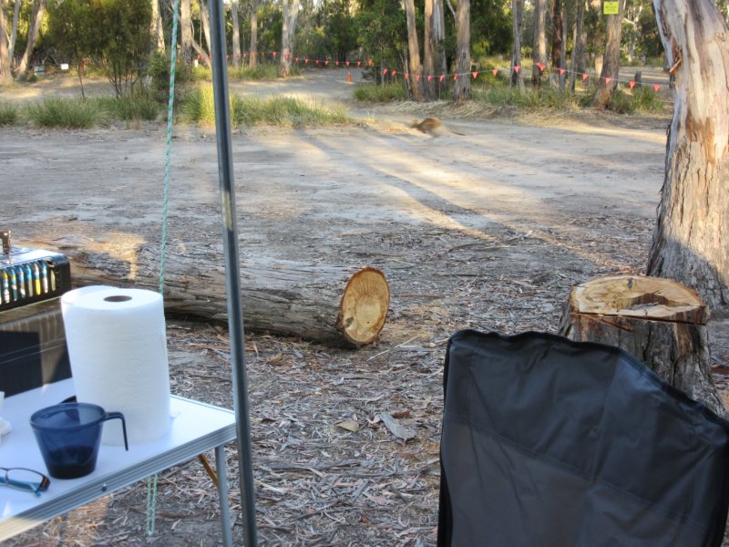 Just sitting and a kangaroo hops past