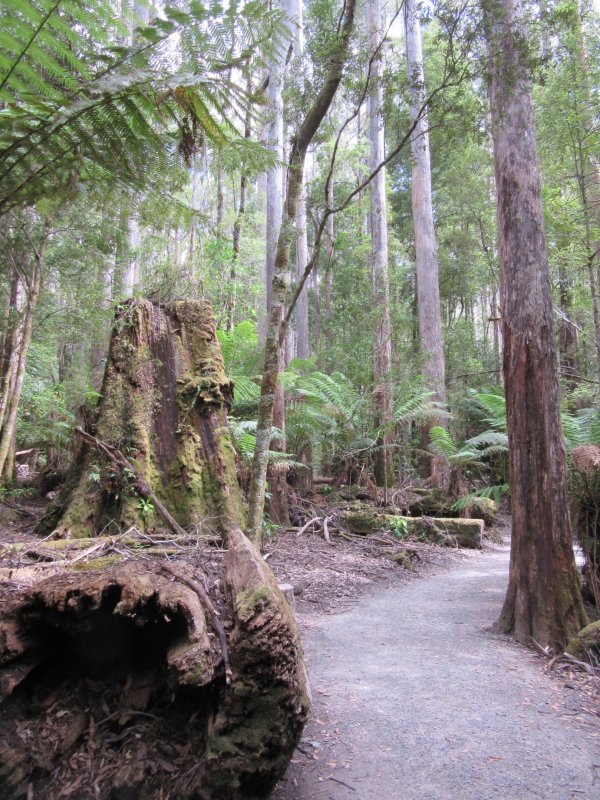 Hastings Caves - a walk through the forest to reach them