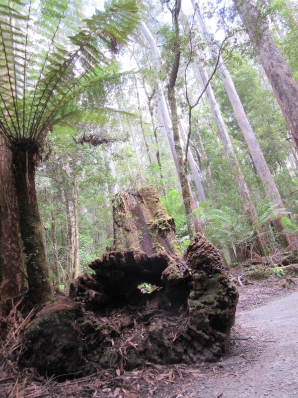 Green ferns and lovely big trees