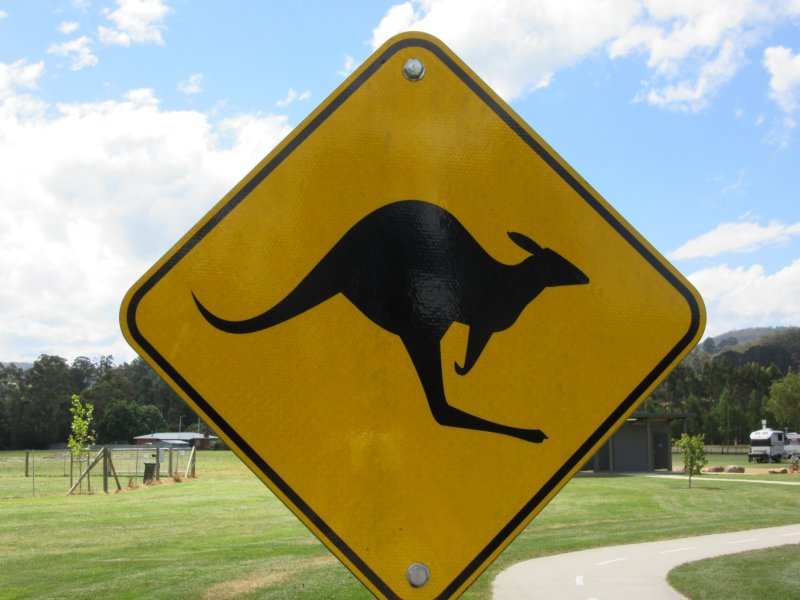 Look out for kangaroos - yep we can testify that they jump out in front of the car - go slowly