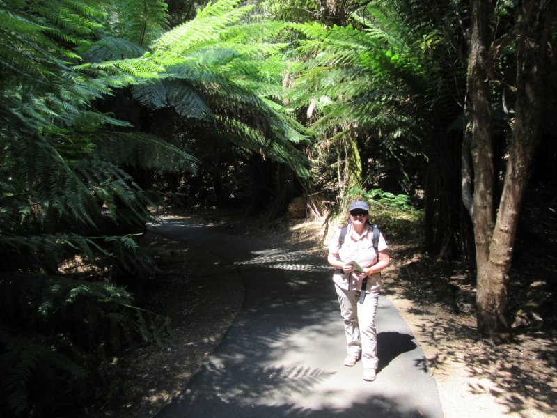 Mt. Field National Park - 80km North of Hobart