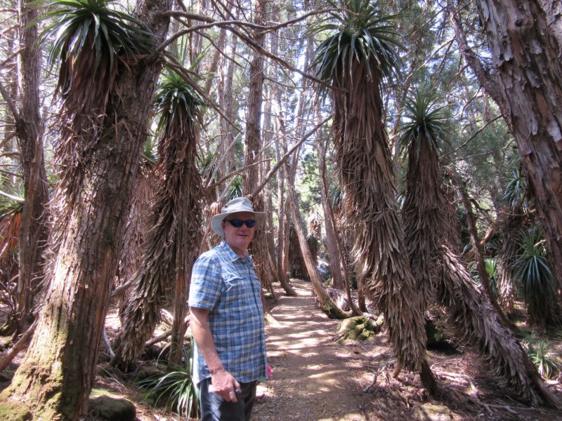 We then drive up into the alpine area - Pete in the Pandani Grove