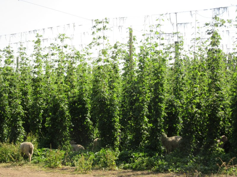 Derwent Valley - Glenora and hops farms