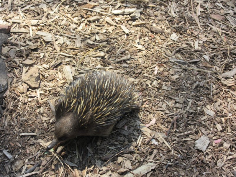Prickly cuties