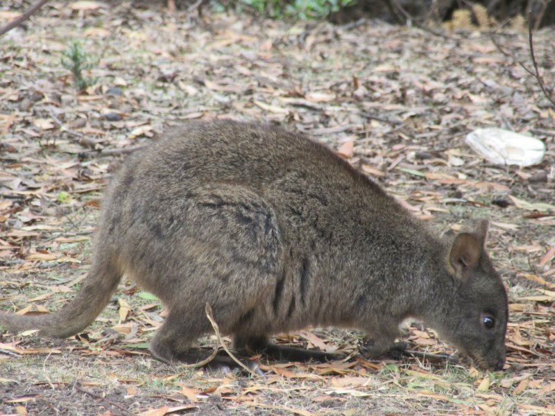 This Tasmanian pademelon (rufus wallaby) welcomed us into our camp...