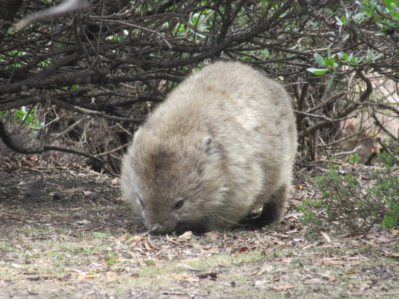 ...and so did this wombat...