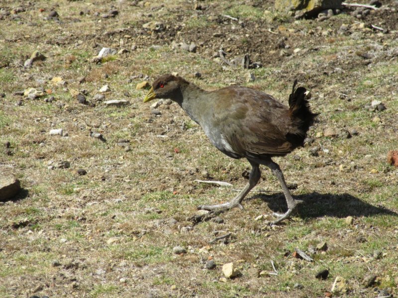 ...and this Tasmanian native hen....