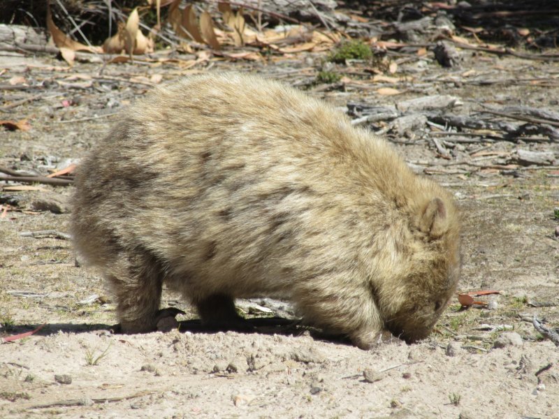 ...and another wombat