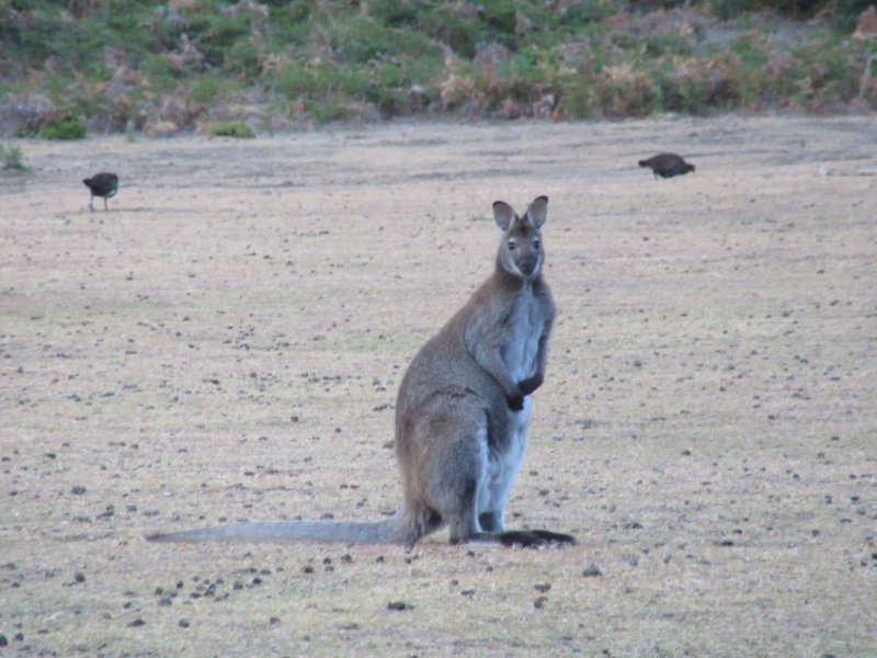 Big Forester kangaroo and Tasmanian native hens