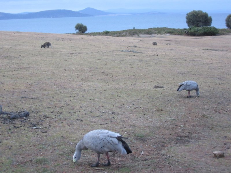 A kangaroo, a wombat and Cape Barren geese