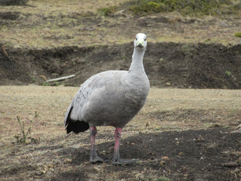 Cape Barren goose