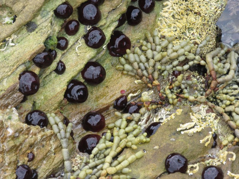 Seaweed and ? - we're not sure what the moist, soft, jelly-like creatures are...but they're cool