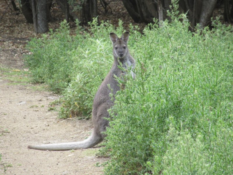 On the trail back to camp...we spot this guy