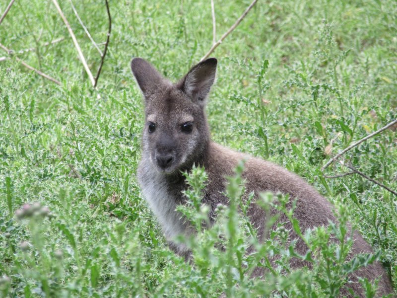 Then another kangaroo checks us out