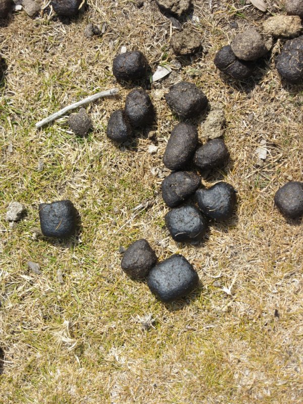 Wombat's cubed poo...chocolate caramel anyone?