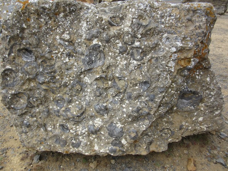 Lots of sea creature fossils