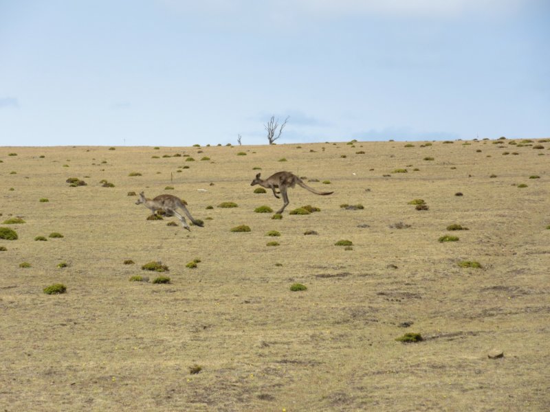 On trail back from the Fossil Cliffs - we sea many Forester kangaroos hopping down from the shade