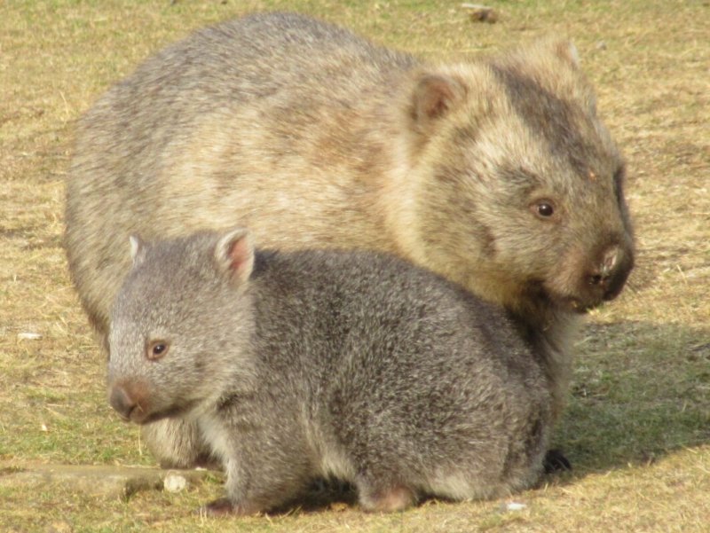 Maria Island